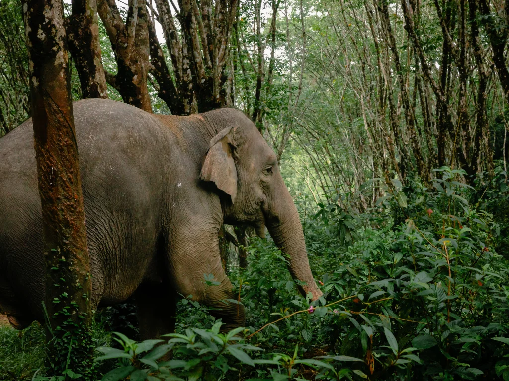 Bamboo Rafting, Ethical Elephant Tour